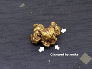 Highlands Scottish Gold Nugget, 2019  -2.338 image 8